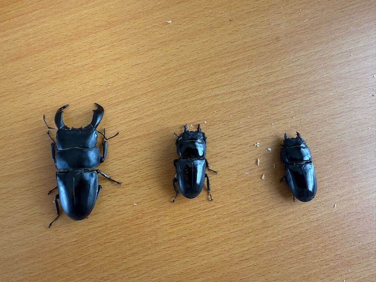 タイヒラタクワガタssp　新成虫トリオ_1