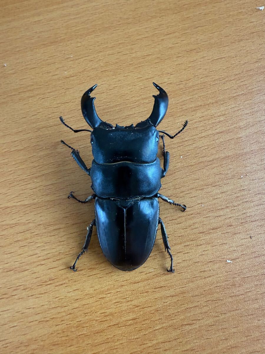 タイヒラタクワガタssp　新成虫トリオ_2