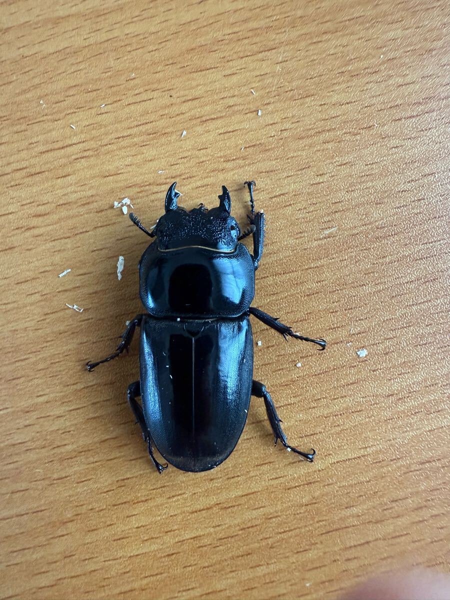 タイヒラタクワガタssp　新成虫トリオ_3