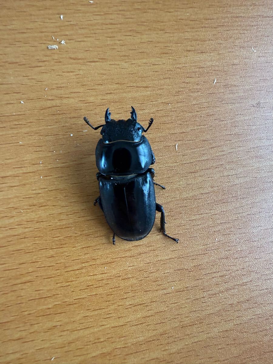 タイヒラタクワガタssp　新成虫トリオ_4