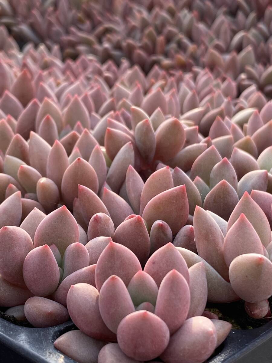 66株セット F85多肉植物 エケベリア 桃の花 観葉植物 園芸 レア種 土と根付きで