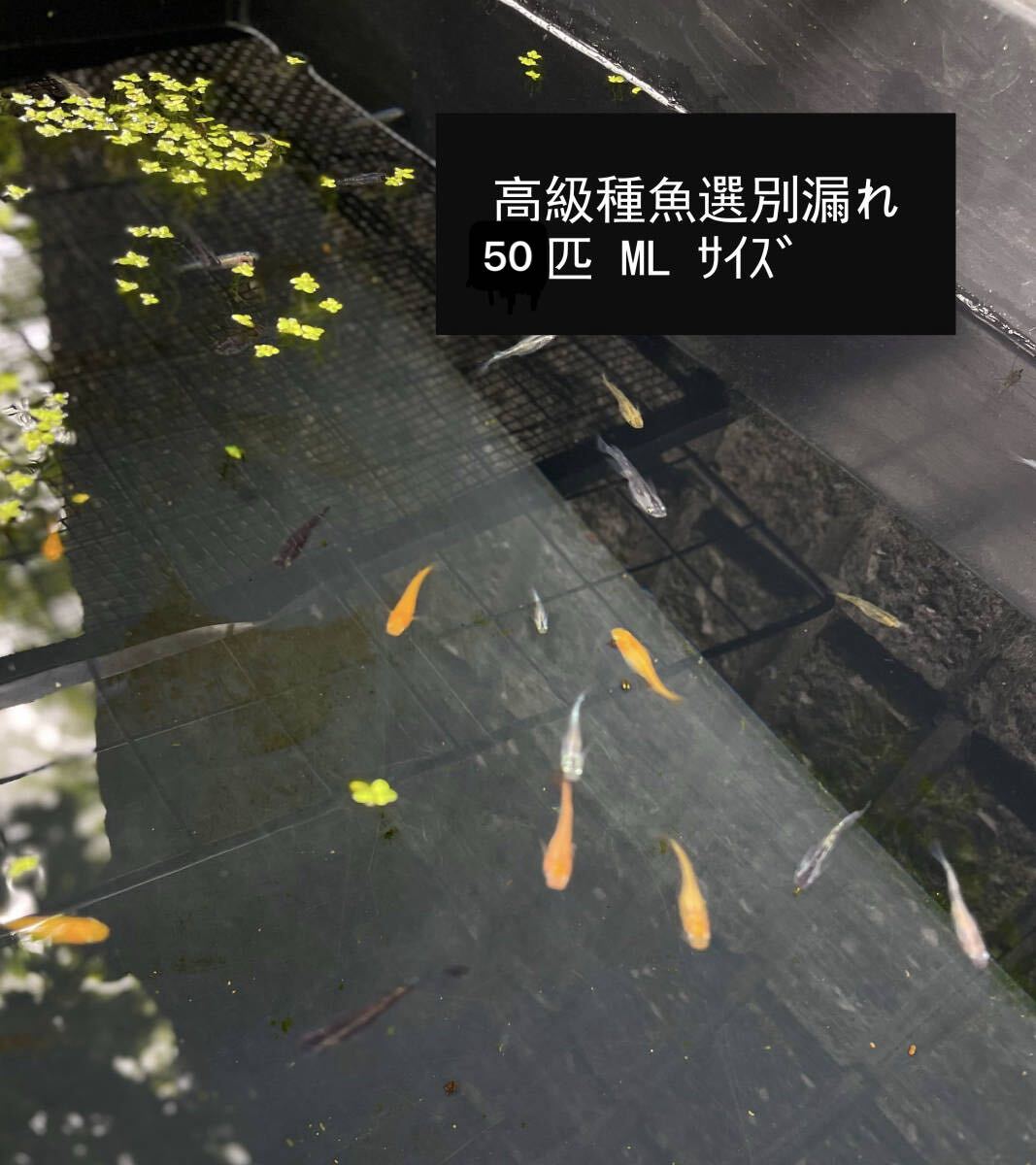 ■高級種魚の選別漏れ■メダカ・めだかミックス■50匹（MLサイズ）+α　※引取不可/同梱不可_1