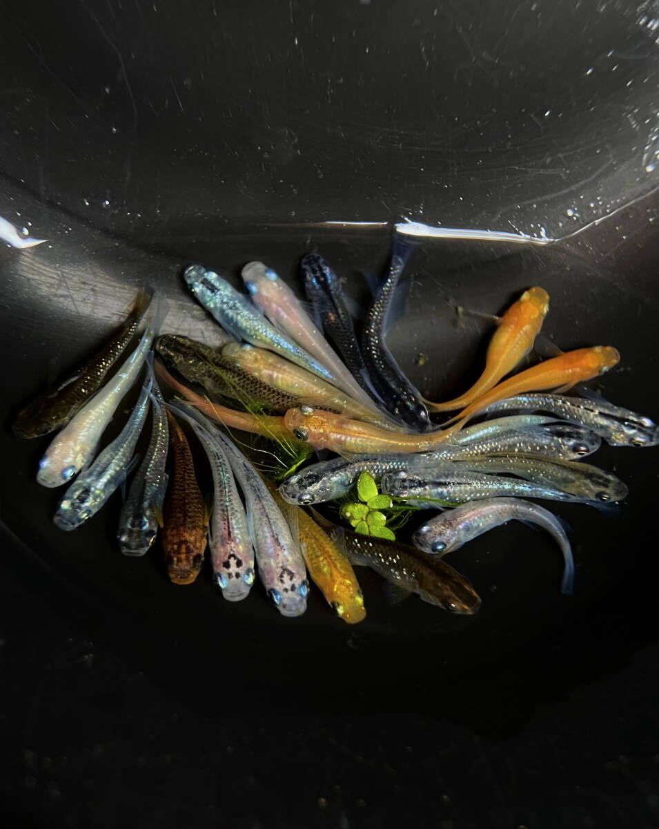 ■高級種魚の選別漏れ■メダカ・めだかミックス■50匹（MLサイズ）+α　※引取不可/同梱不可_2