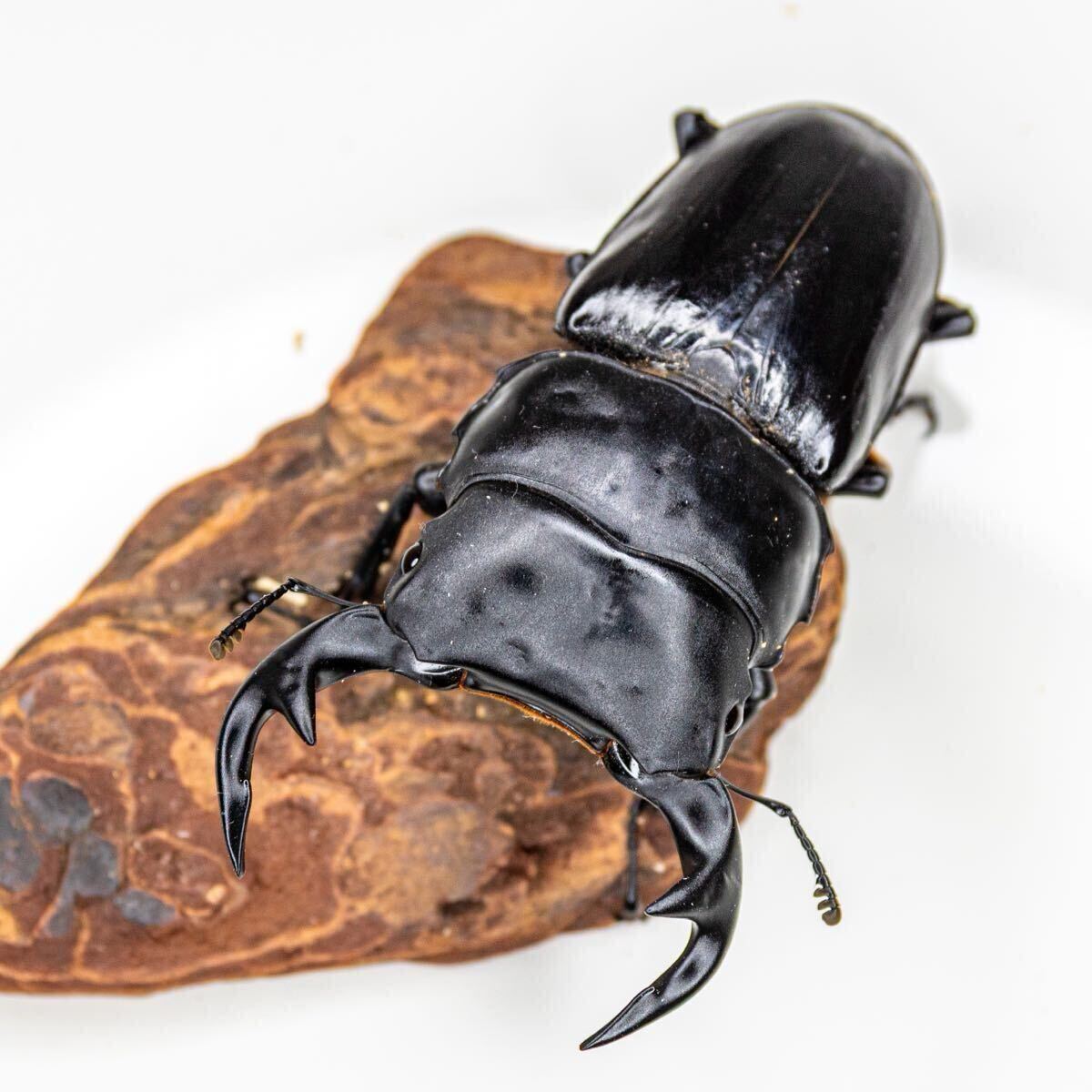 [土日発送限定] インドグランディスオオクワガタ トリオ①　_1