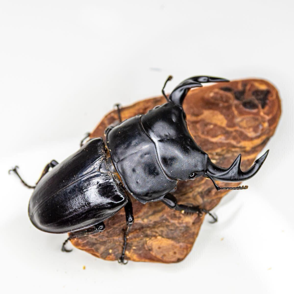 [土日発送限定] インドグランディスオオクワガタ トリオ①　_2