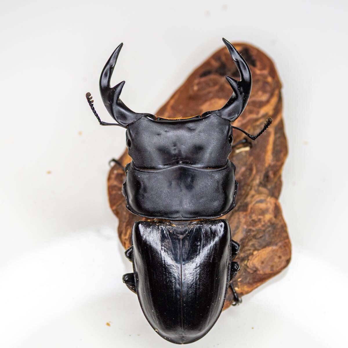 [土日発送限定] インドグランディスオオクワガタ トリオ①　_3