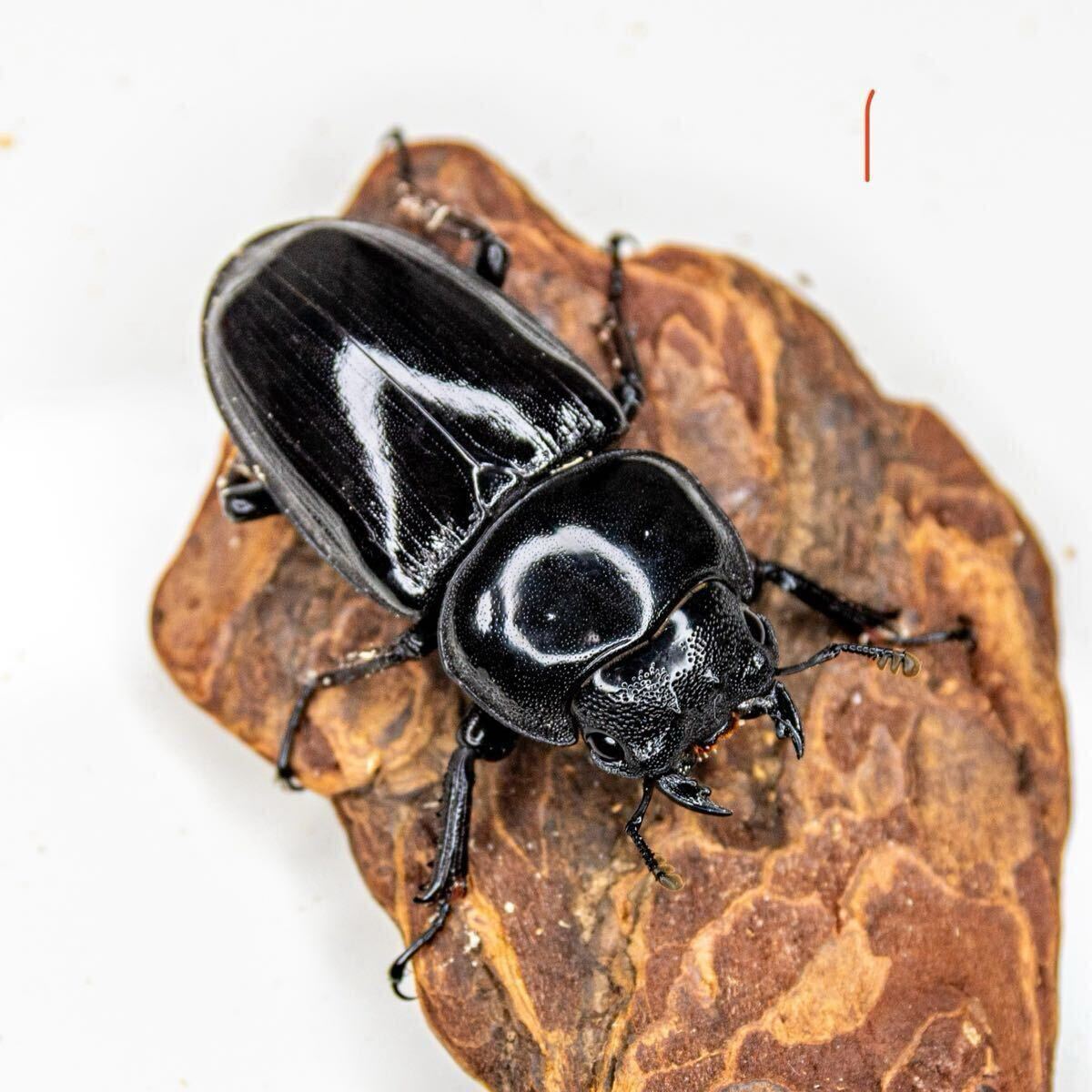 [土日発送限定] インドグランディスオオクワガタ トリオ①　_4