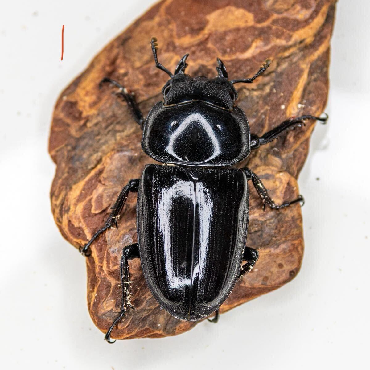 [土日発送限定] インドグランディスオオクワガタ トリオ①　_5