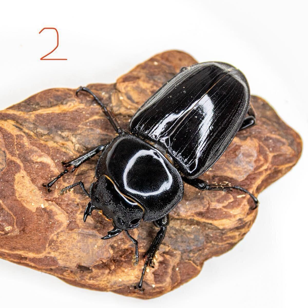 [土日発送限定] インドグランディスオオクワガタ トリオ①　_6