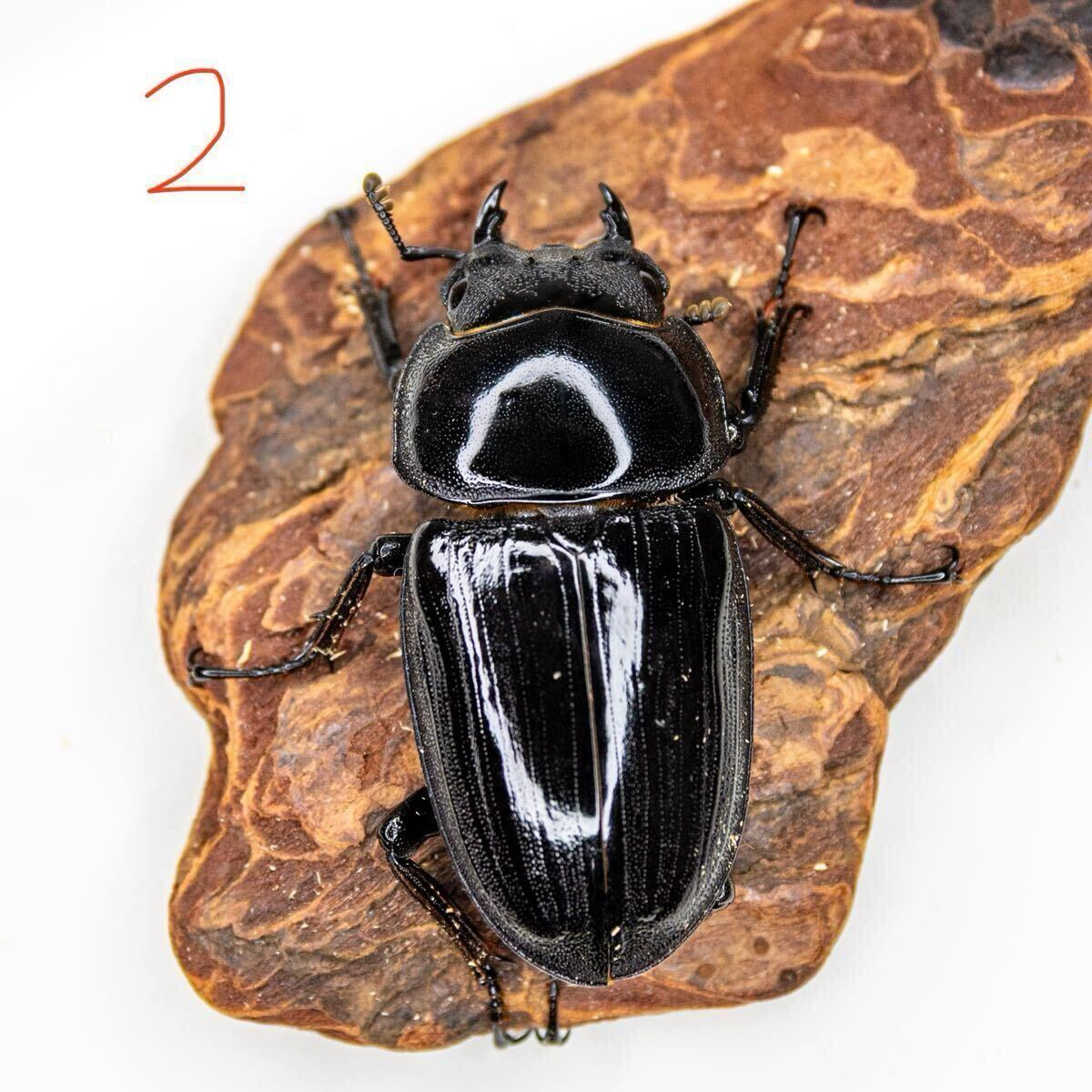 [土日発送限定] インドグランディスオオクワガタ トリオ①　_7