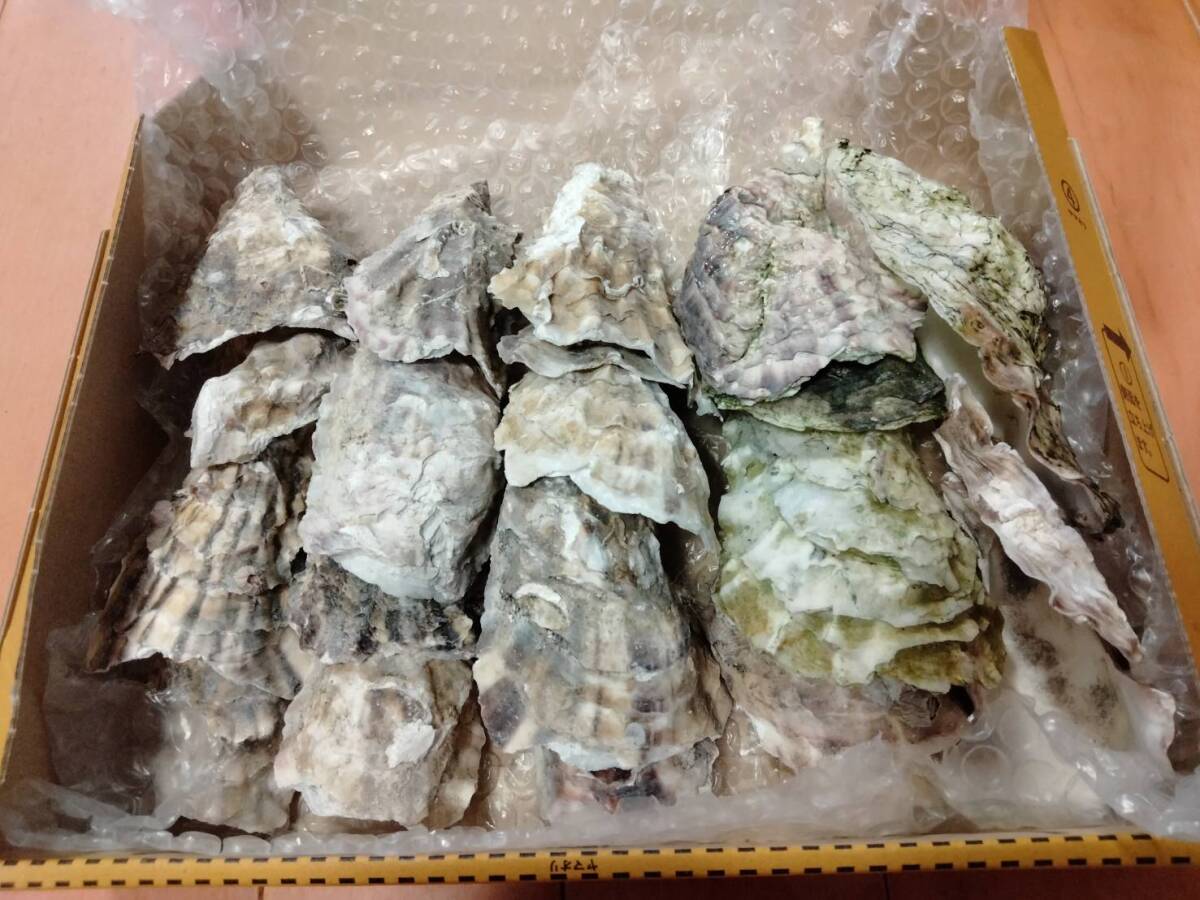 牡蠣殻15枚ほど　メダカの水質改善に…　送料無料_1