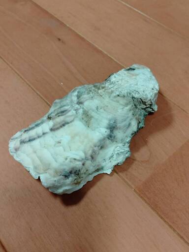 牡蠣殻15枚ほど　メダカの水質改善に…　送料無料_2