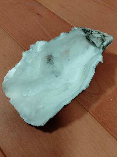 牡蠣殻15枚ほど　メダカの水質改善に…　送料無料_3