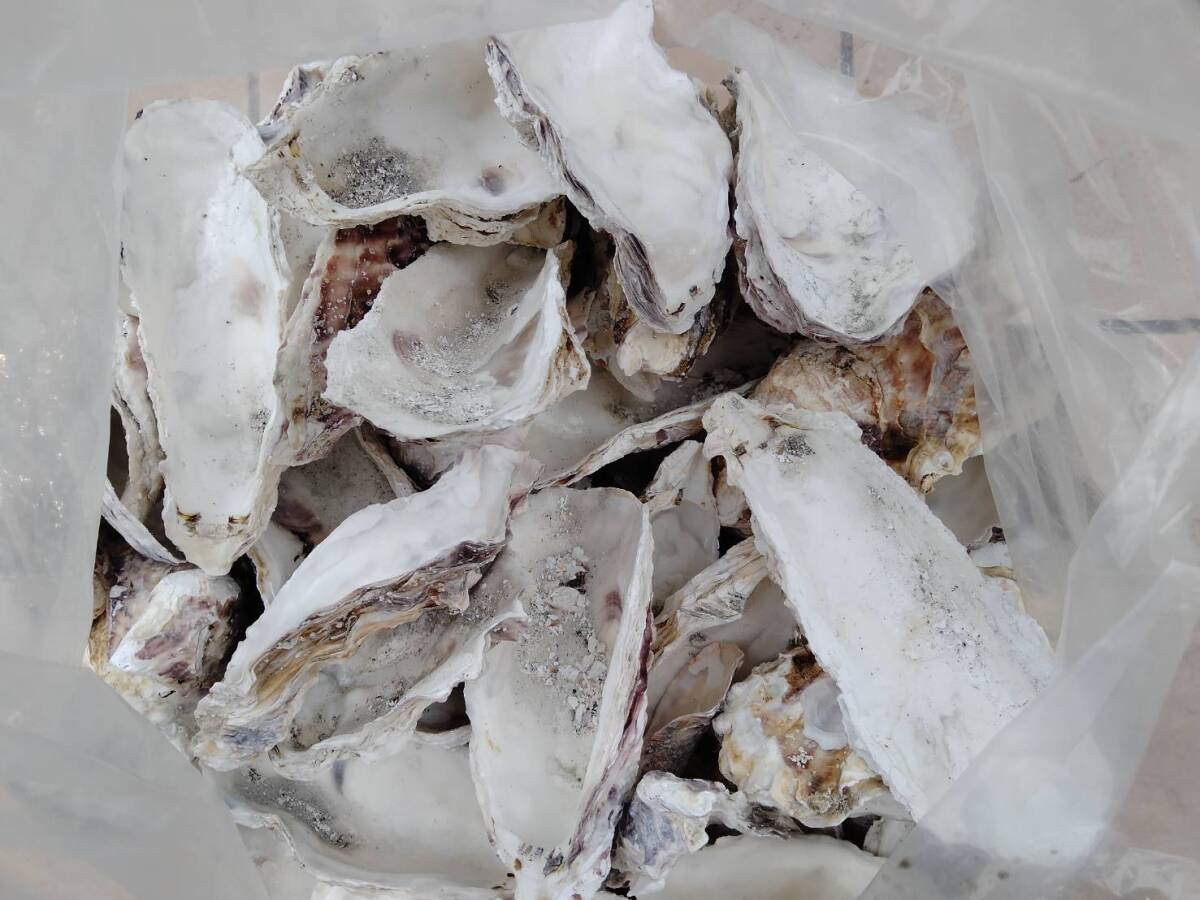 牡蠣殻15枚ほど　メダカの水質改善に…　送料無料_5