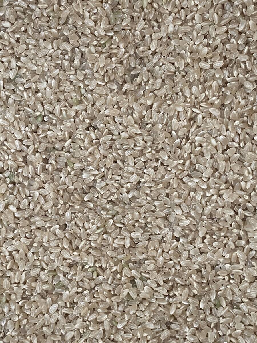 25kg令和６年福井県産こしひかり検査米１等 白米25キロ☆送料無料（北海道沖縄除く）10.05ｋｇ×２袋と5.05ｋｇで計量　コシヒカリ　_4