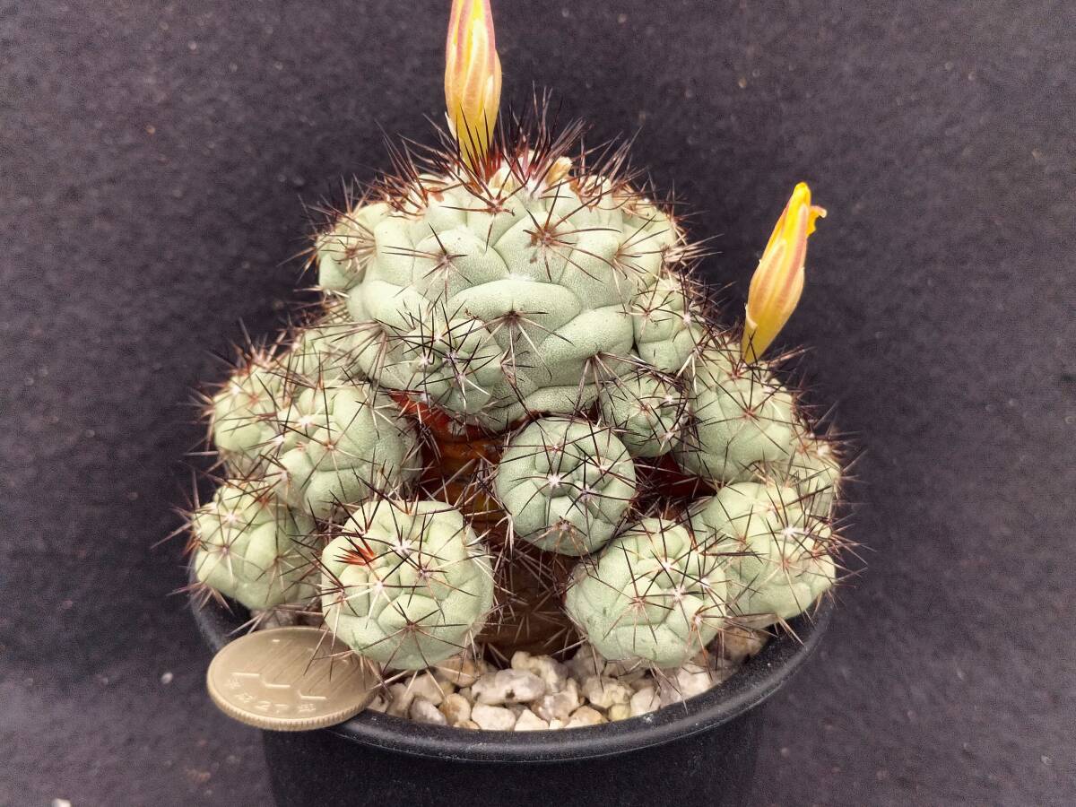 マクドガリー　実生　サボテン_1