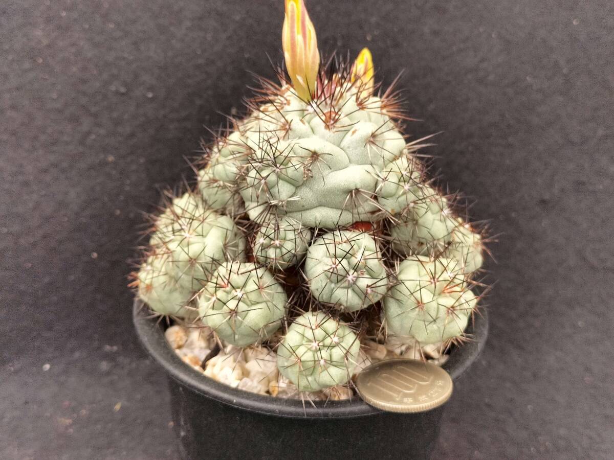 マクドガリー　実生　サボテン_2