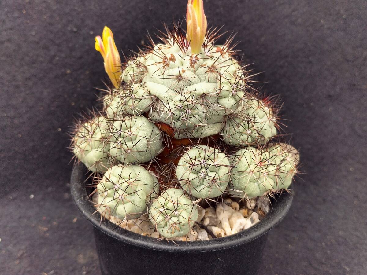 マクドガリー　実生　サボテン_3