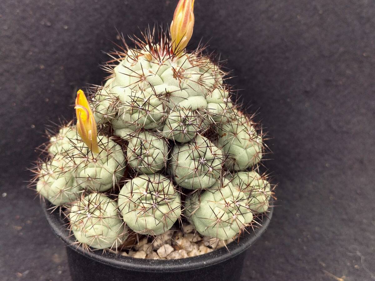 マクドガリー　実生　サボテン_4