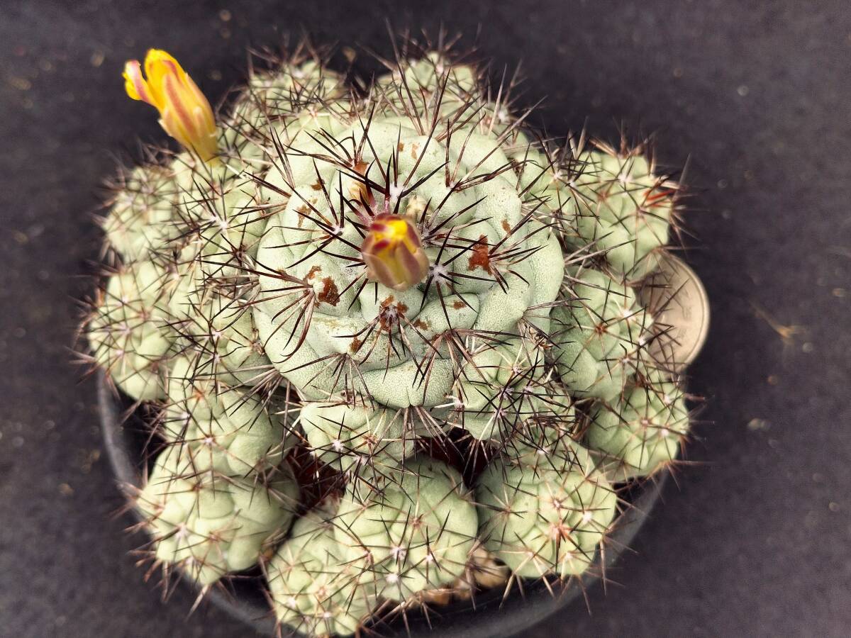 マクドガリー　実生　サボテン_5