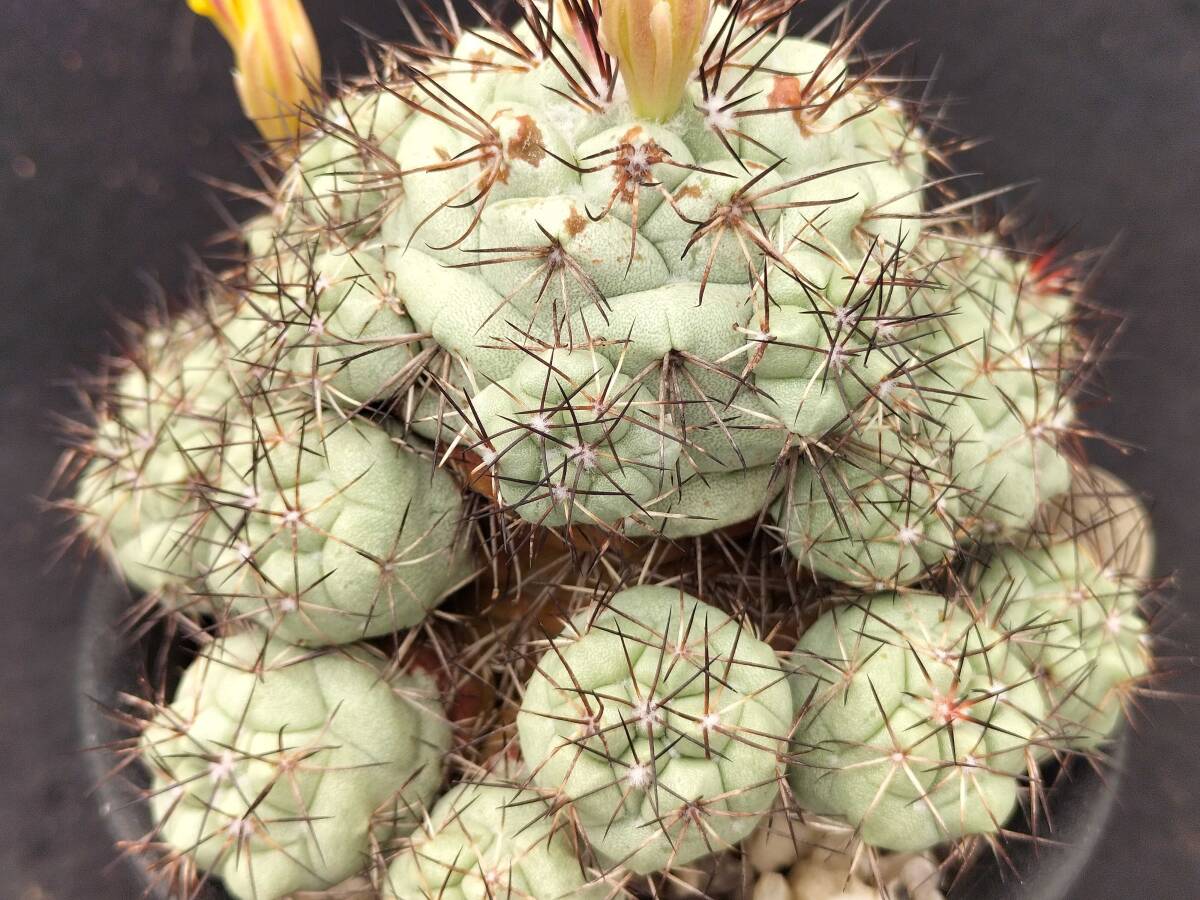 マクドガリー　実生　サボテン_6
