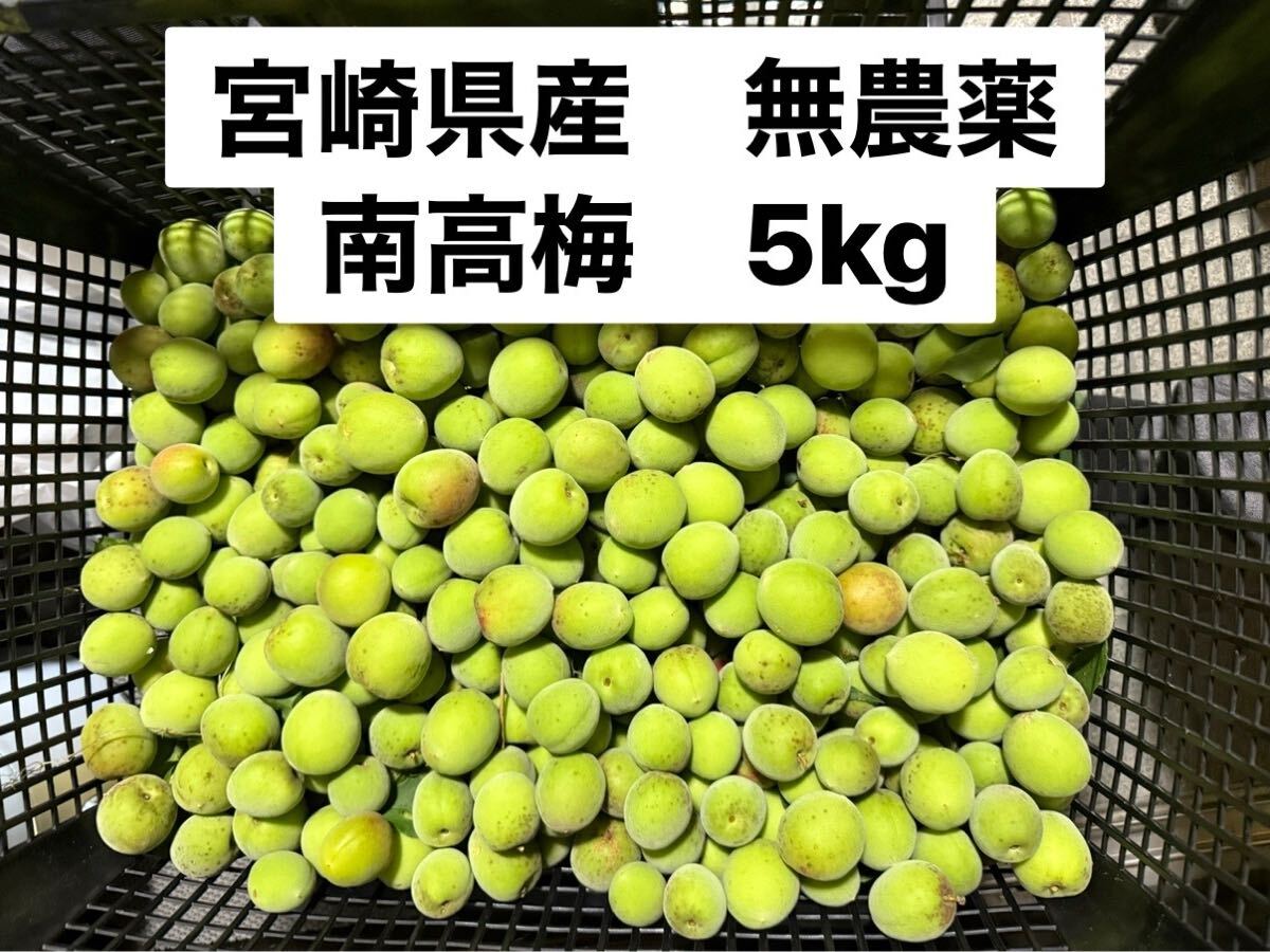 宮崎県産　無農薬　南高梅【5月25日収穫】5kg＋おまけ_1