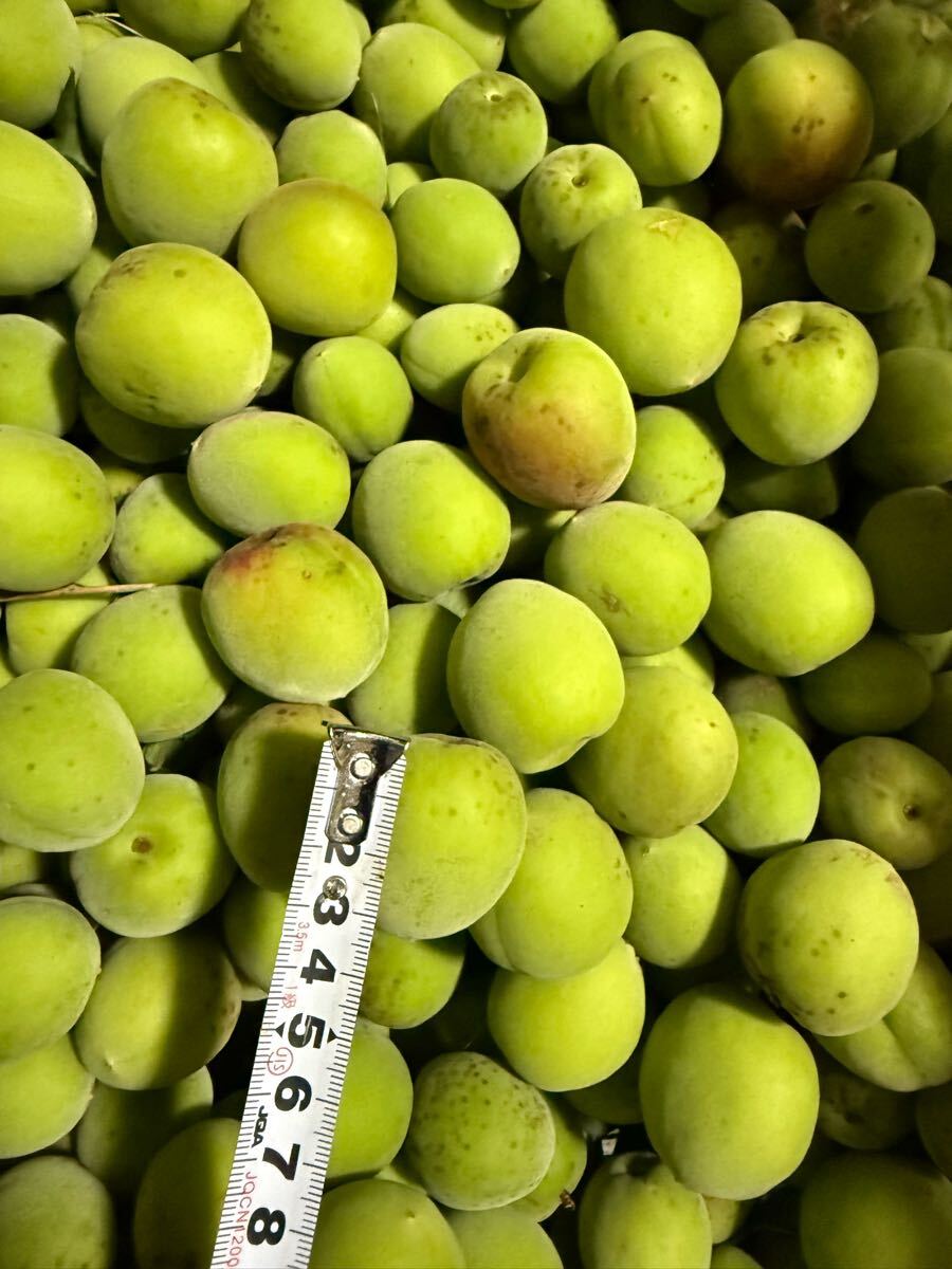 宮崎県産　無農薬　南高梅【5月25日収穫】5kg＋おまけ_2