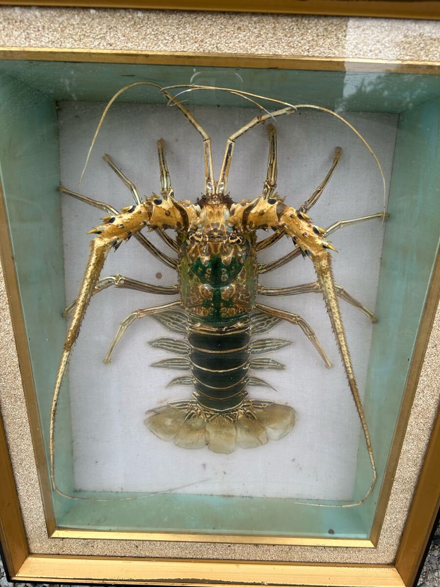 伊勢海老 伊勢エビ 飾り インテリア 招福 縁起物 金運アップ 大きい 