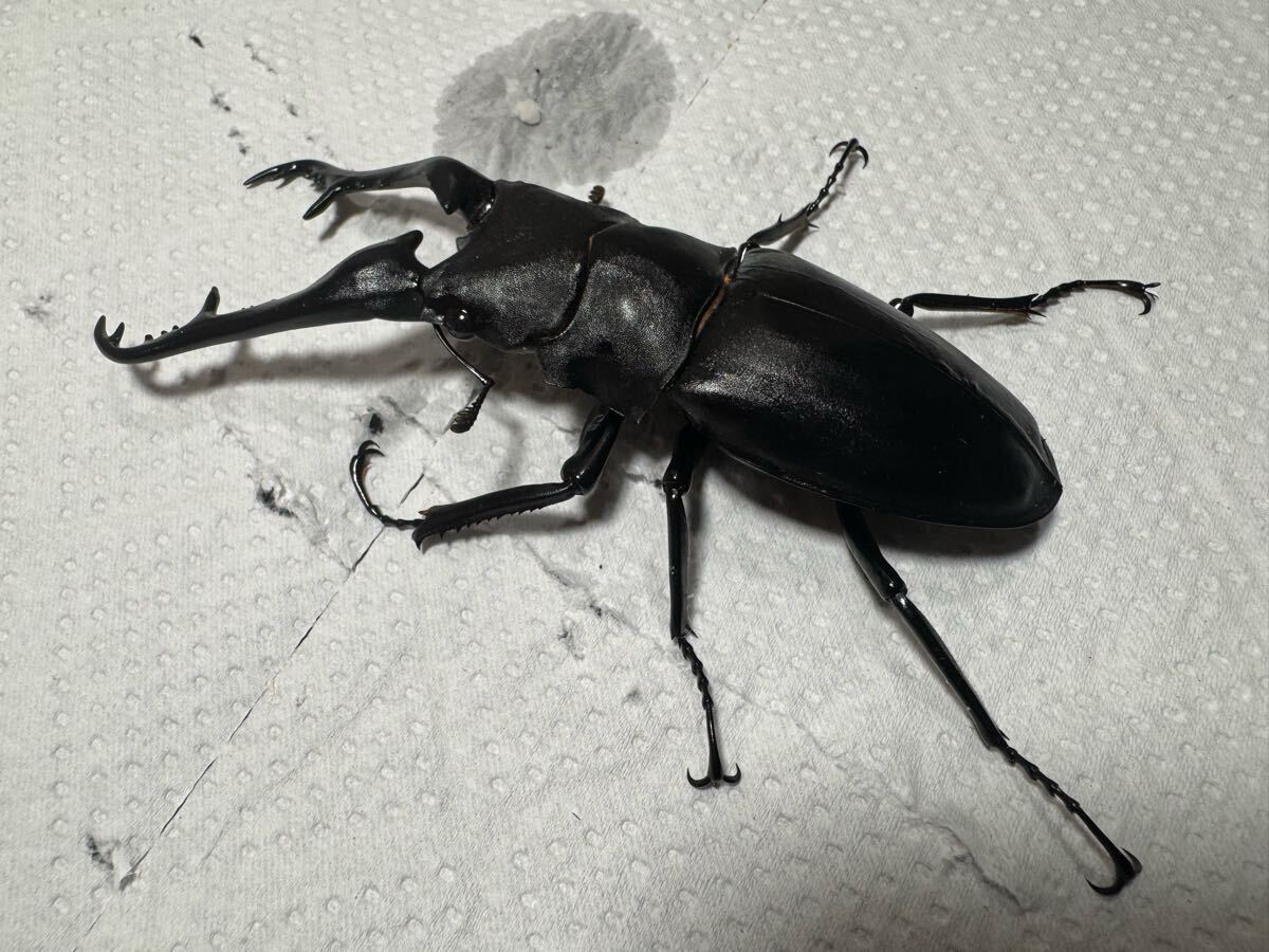 ギラファノコギリクワガタ♂単品103mm_1