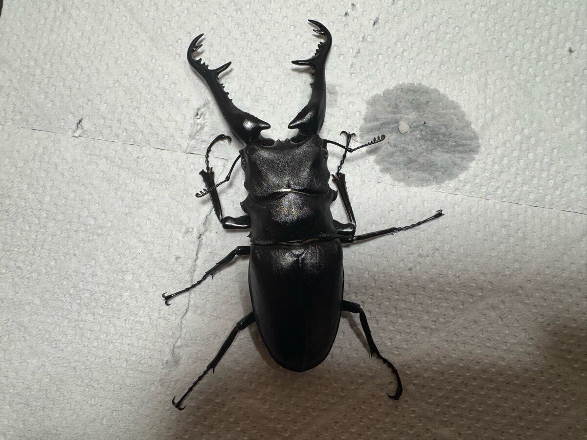 ギラファノコギリクワガタ♂単品103mm_2