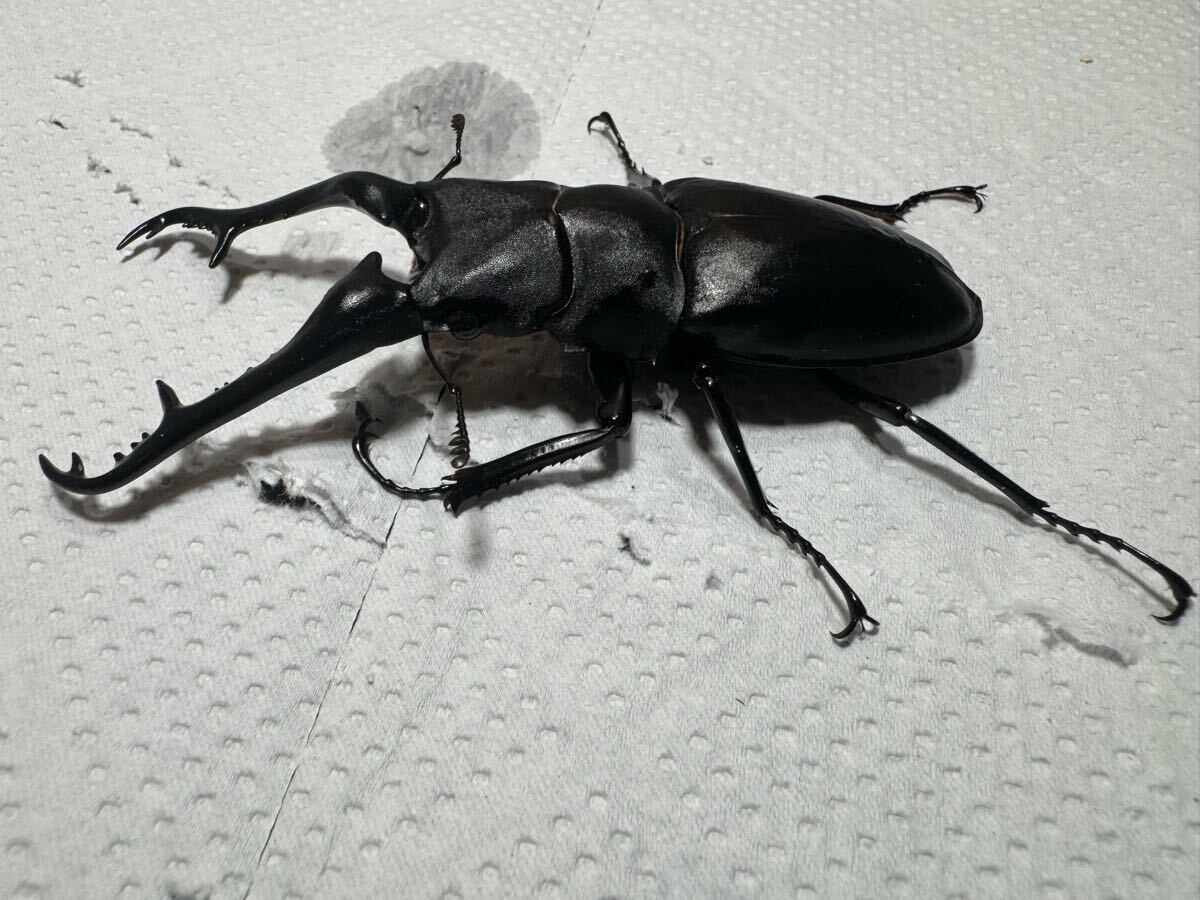 ギラファノコギリクワガタ♂単品103mm_3