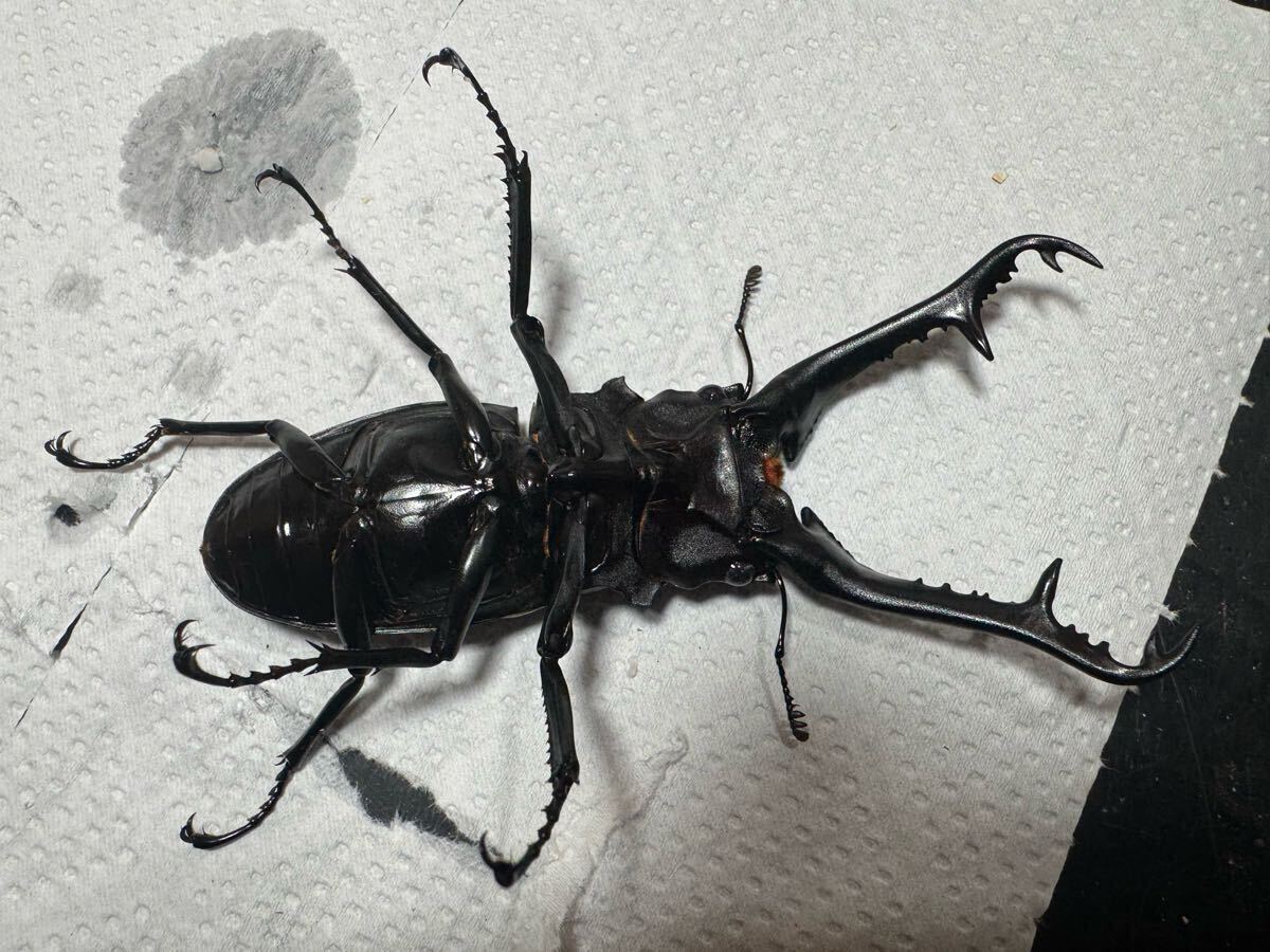 ギラファノコギリクワガタ♂単品103mm_4