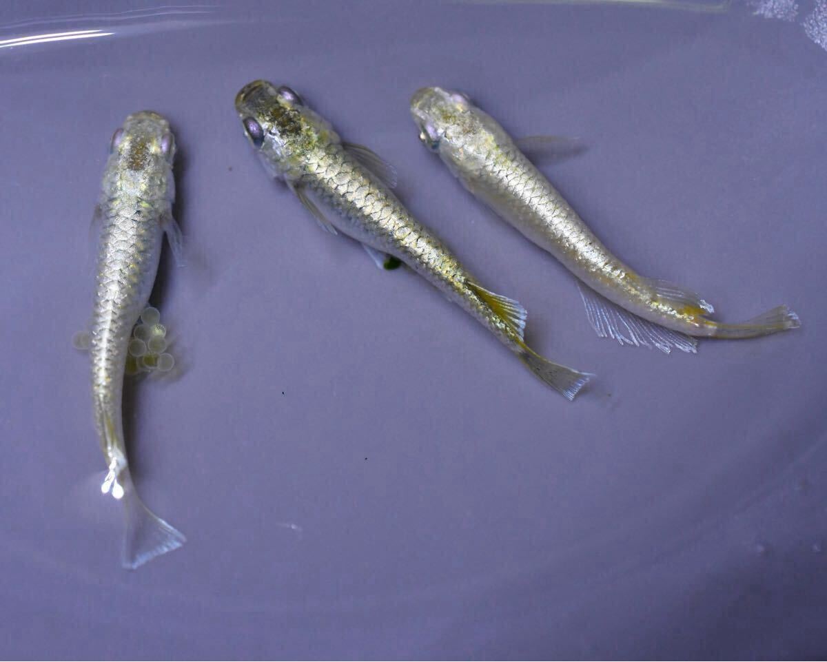 雄1 雌2 ガブリエルキッシング 産卵中 【とっとめだか】幻想 金閣 和墨白銀 _1