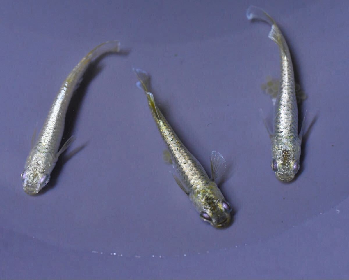 雄1 雌2 ガブリエルキッシング 産卵中 【とっとめだか】幻想 金閣 和墨白銀 _3