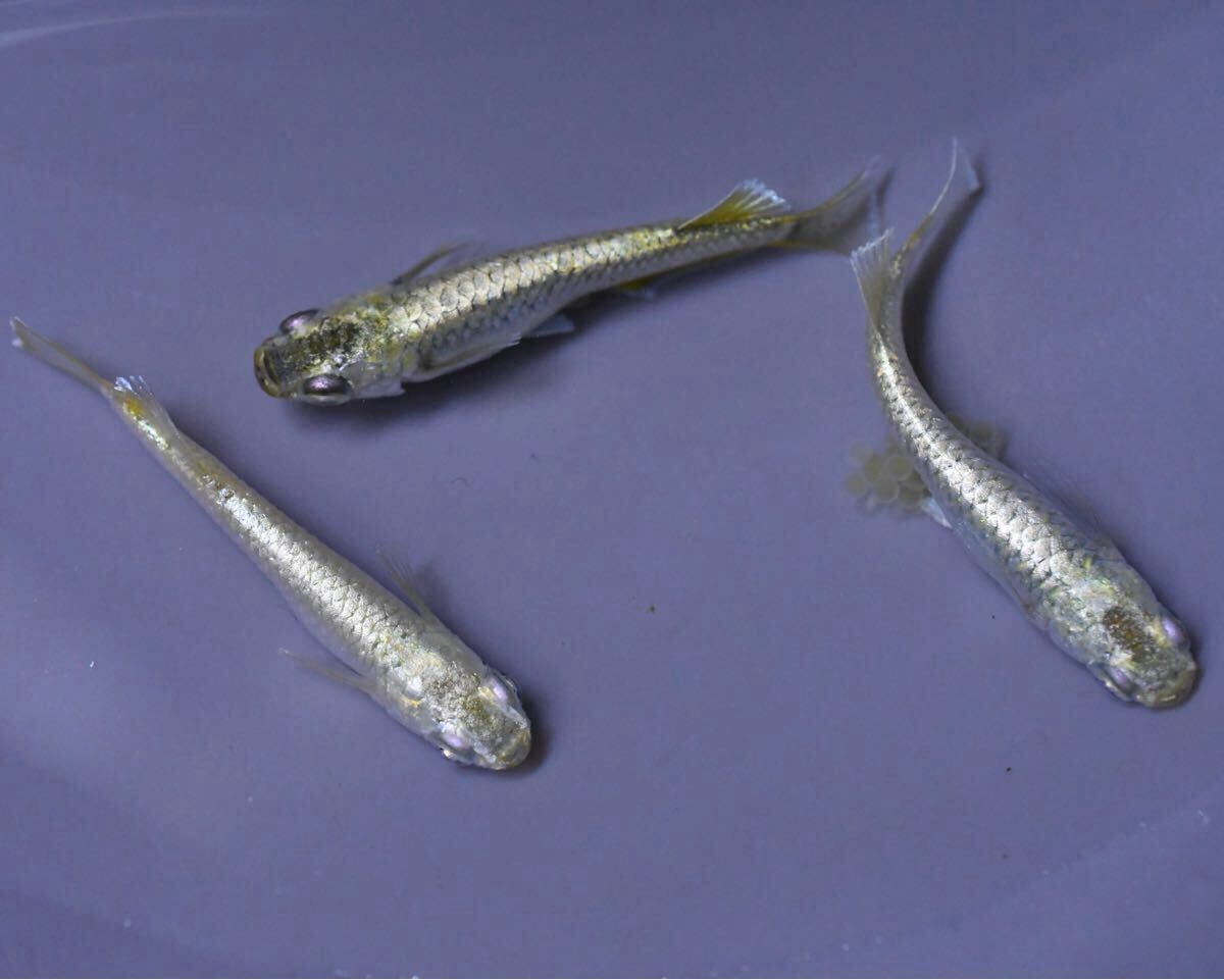 雄1 雌2 ガブリエルキッシング 産卵中 【とっとめだか】幻想 金閣 和墨白銀 _4