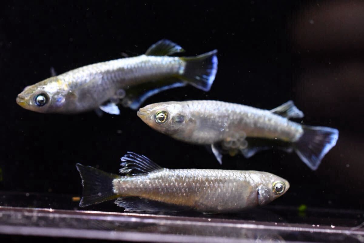 雄1 雌2 ガブリエルキッシング 産卵中 【とっとめだか】幻想 金閣 和墨白銀 _5