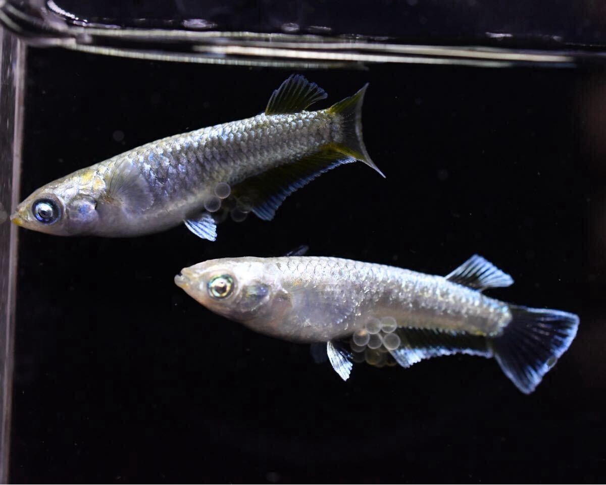 雄1 雌2 ガブリエルキッシング 産卵中 【とっとめだか】幻想 金閣 和墨白銀 _6