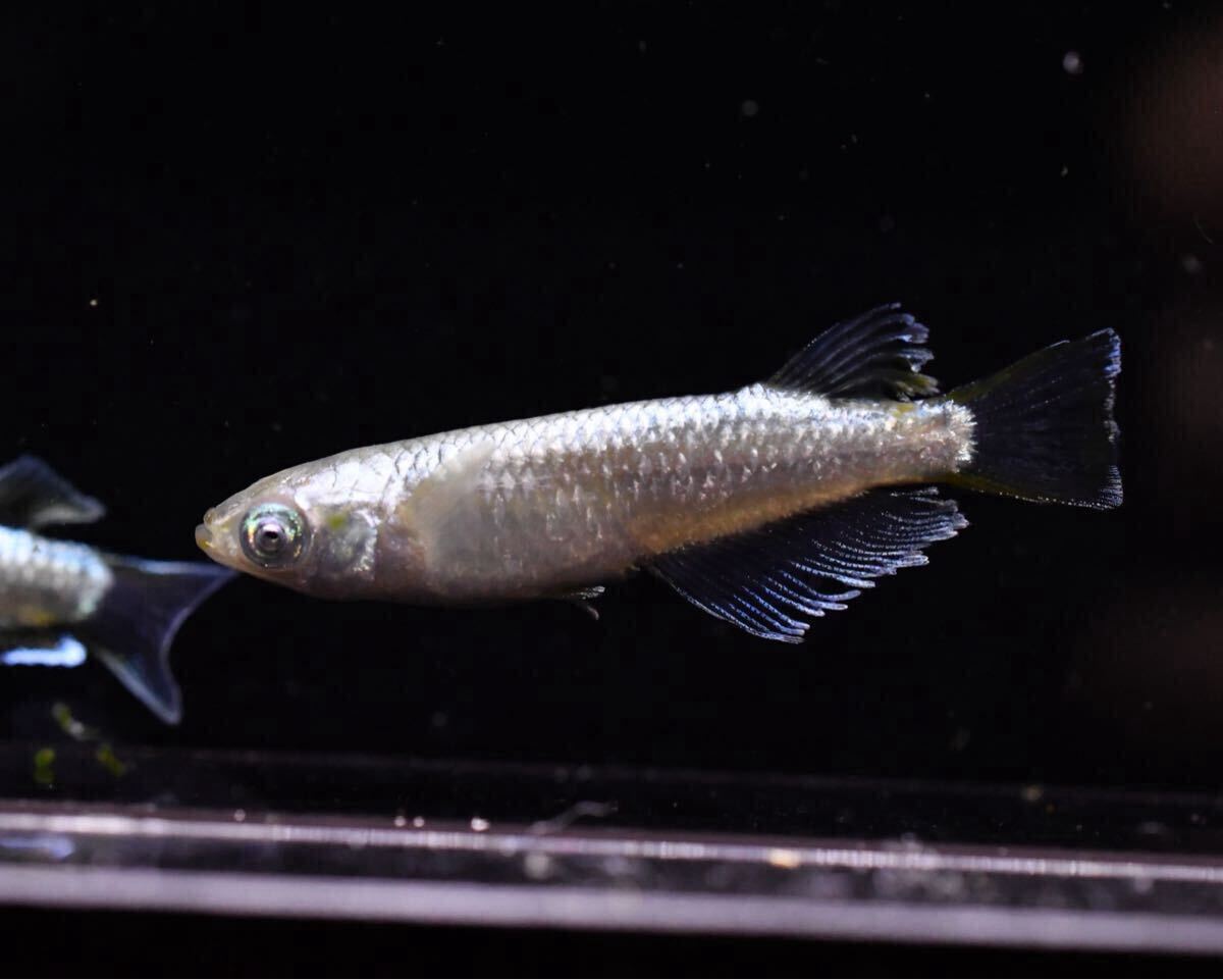 雄1 雌2 ガブリエルキッシング 産卵中 【とっとめだか】幻想 金閣 和墨白銀 _7