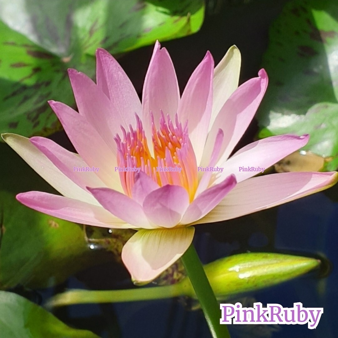 ☆ ピンクルビー　熱帯性睡蓮　熱帯睡蓮　スイレン　睡蓮　球根　サイズ小　１苗_1