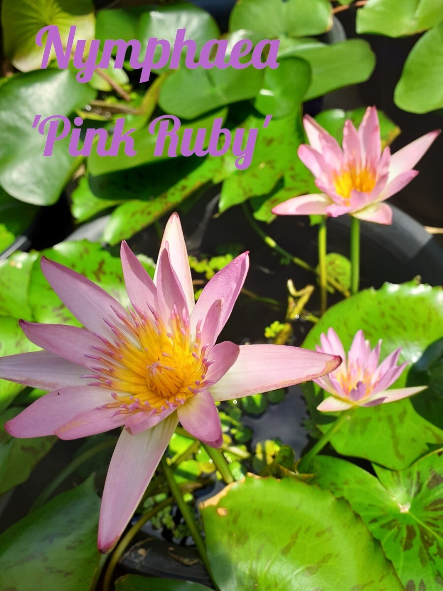 ☆ ピンクルビー　熱帯性睡蓮　熱帯睡蓮　スイレン　睡蓮　球根　サイズ小　１苗_2