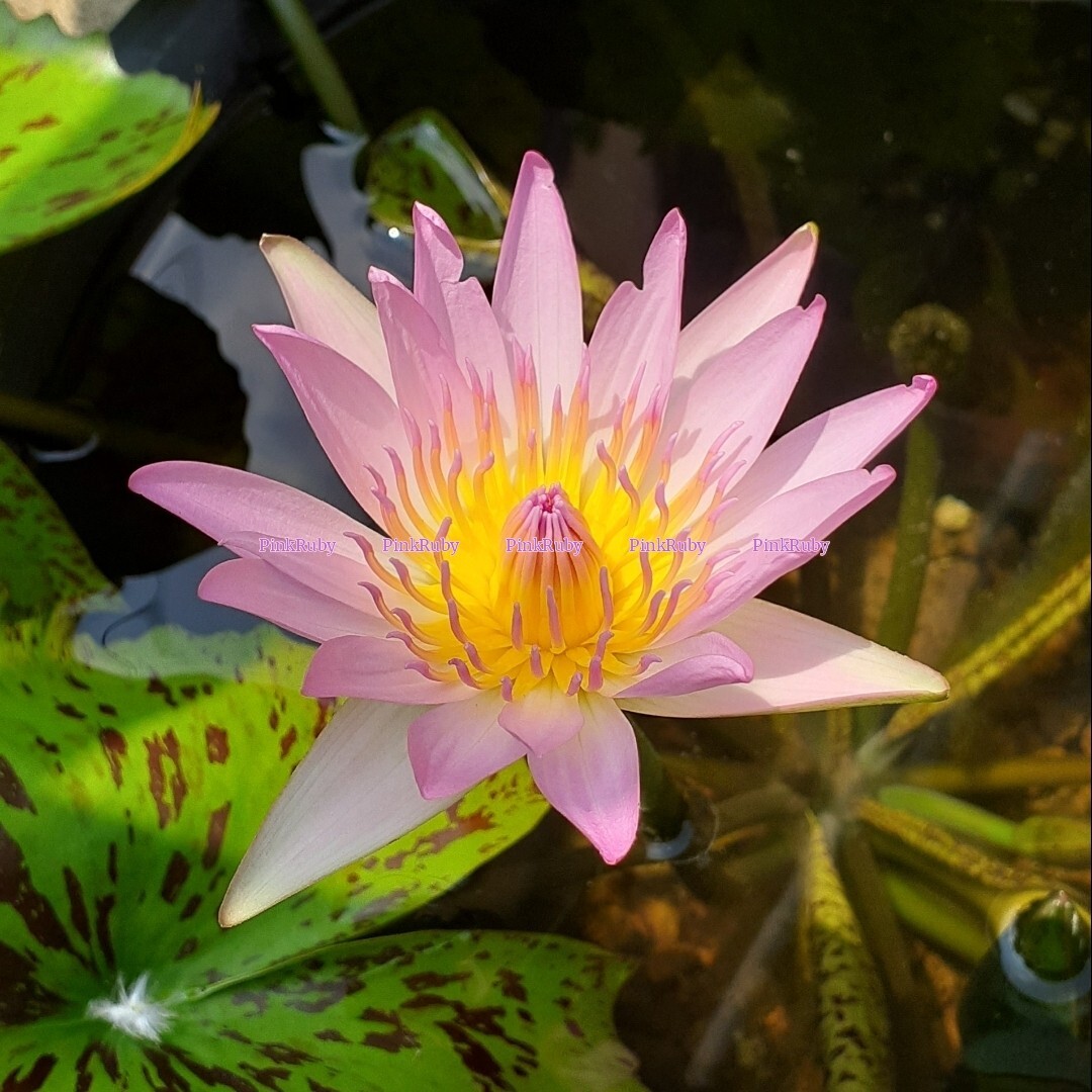 ☆ ピンクルビー　熱帯性睡蓮　熱帯睡蓮　スイレン　睡蓮　球根　サイズ小　１苗_3