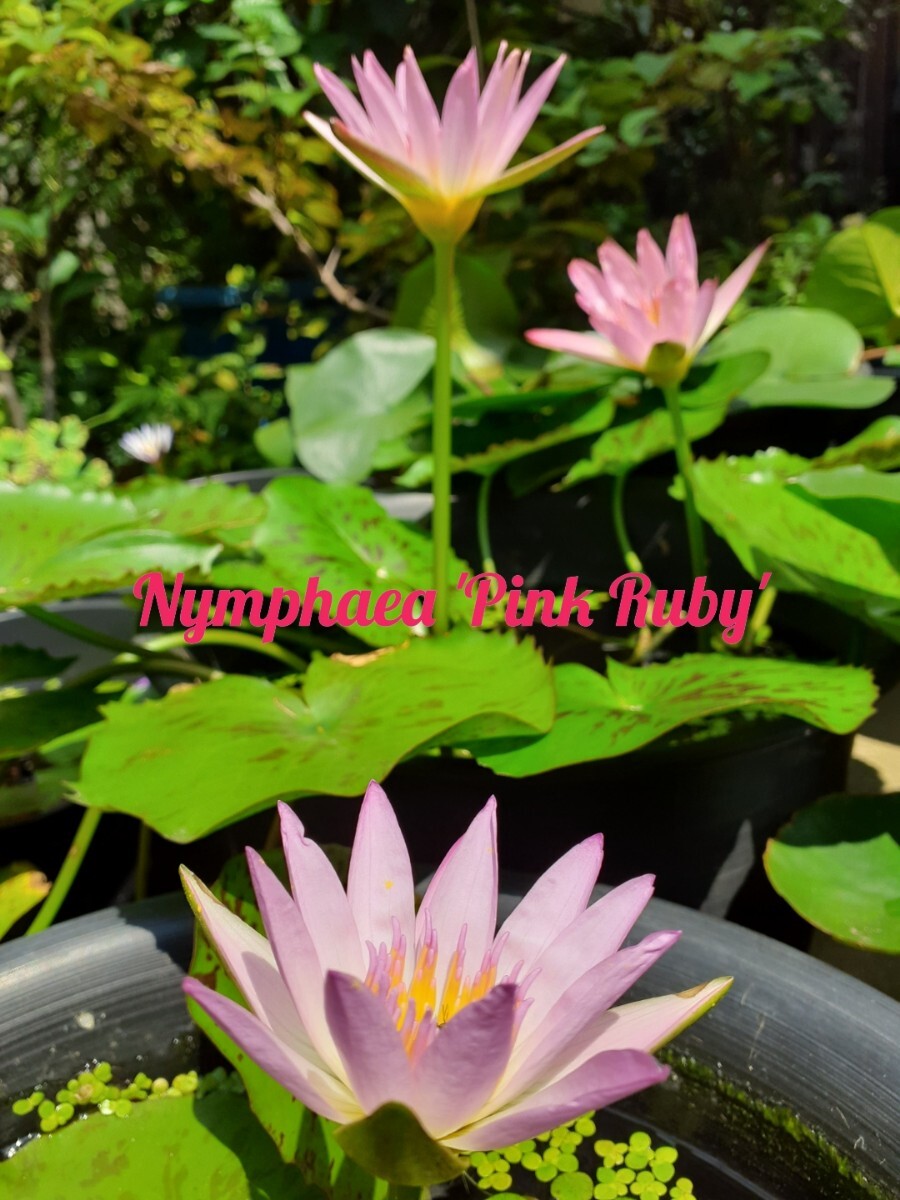 ☆ ピンクルビー　熱帯性睡蓮　熱帯睡蓮　スイレン　睡蓮　球根　サイズ小　１苗_4