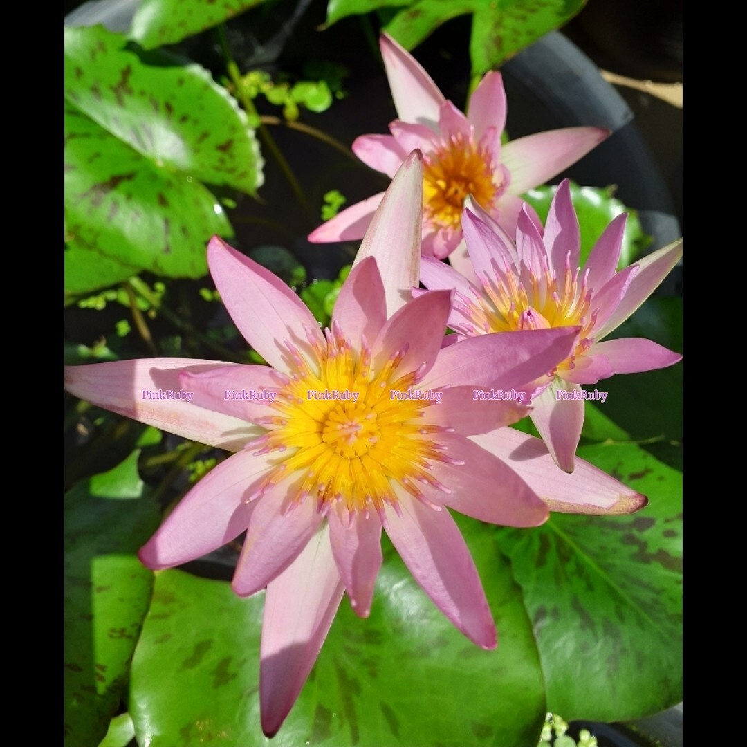☆ ピンクルビー　熱帯性睡蓮　熱帯睡蓮　スイレン　睡蓮　球根　サイズ小　１苗_5