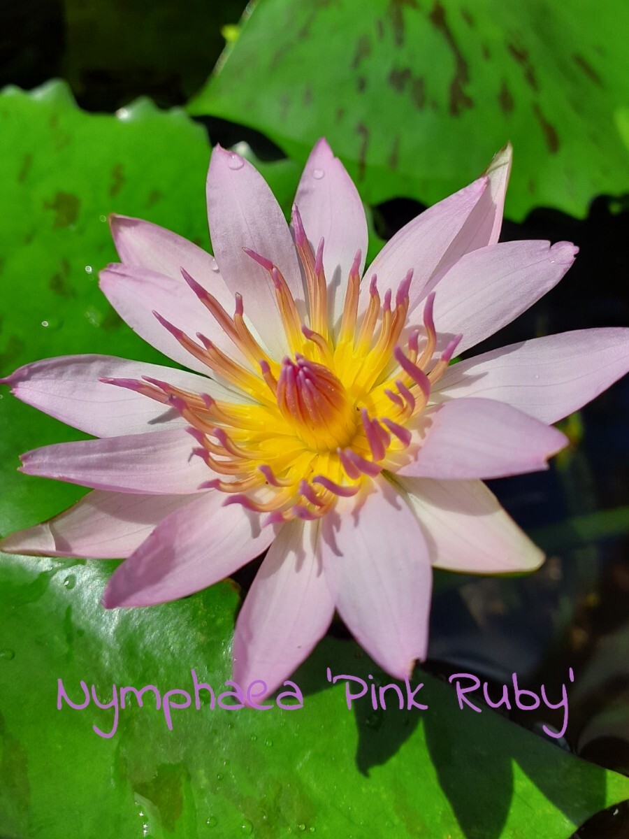 ☆ ピンクルビー　熱帯性睡蓮　熱帯睡蓮　スイレン　睡蓮　球根　サイズ小　１苗_6