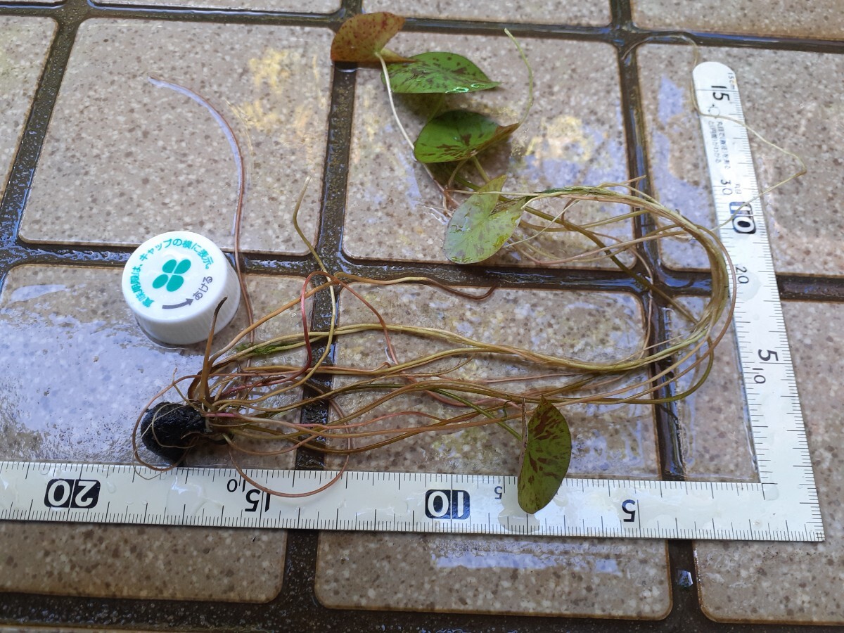 ☆ ピンクルビー　熱帯性睡蓮　熱帯睡蓮　スイレン　睡蓮　球根　サイズ小　１苗_8