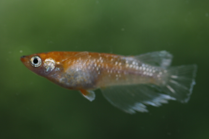 【オリジアス】紅姫血統 １ペア　NO.４_1