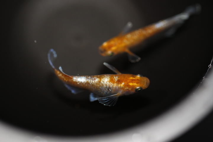 【オリジアス】紅姫血統 １ペア　NO.４_10