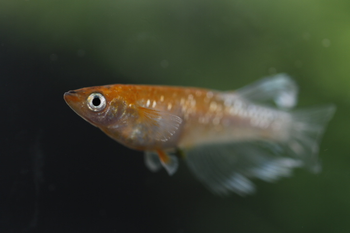 【オリジアス】紅姫血統 １ペア　NO.４_2