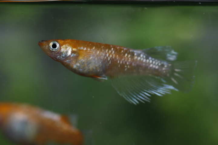 【オリジアス】紅姫血統 １ペア　NO.４_3