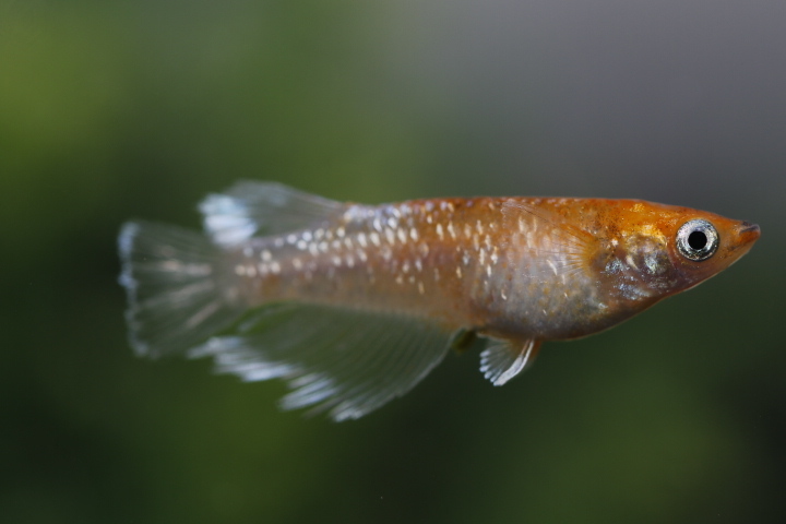 【オリジアス】紅姫血統 １ペア　NO.４_4